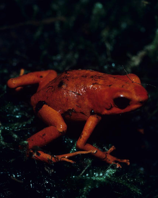 Nonhuman Obituaries: Oophaga speciosa