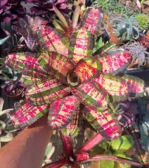 Geoponika: Bromeliad Tie-Dye