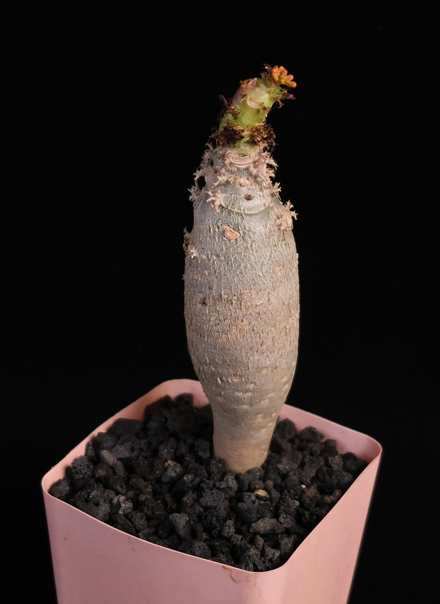 jatropha succulent Jatropha podagrica – Cactaceae Storeiencius
