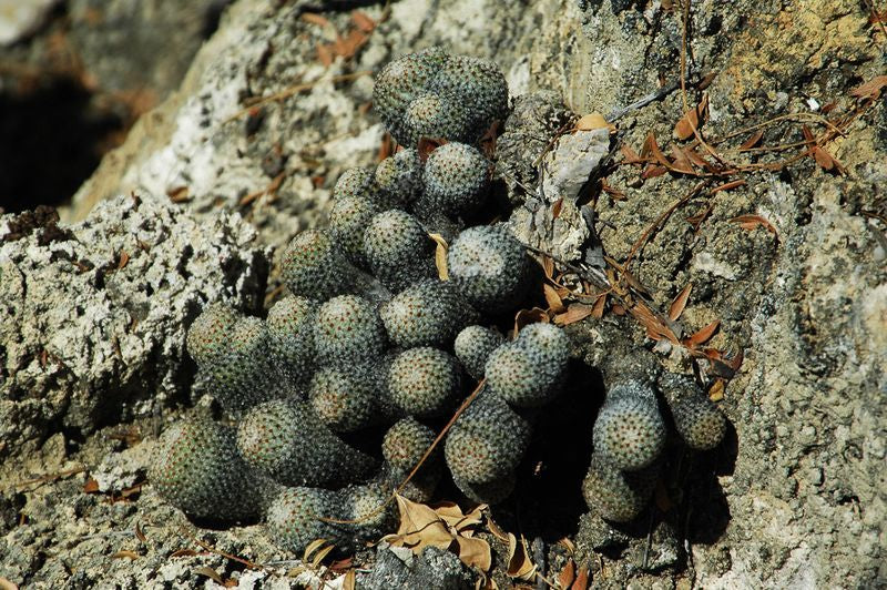 Mammillaria crucigera