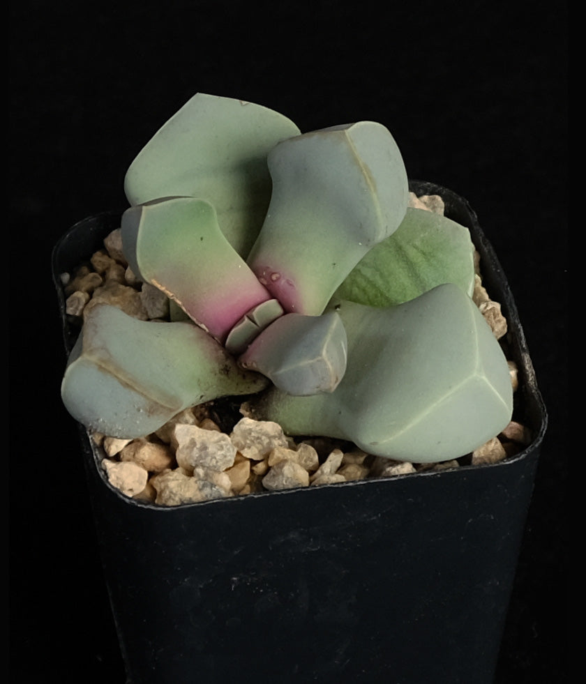 Lapidaria sp