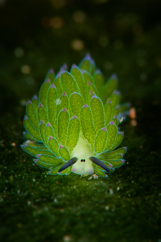 Taxa Shirt 17: Chimeras (Black)