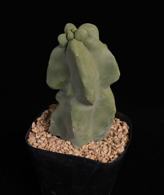 Lophocereus schottii monstrose
