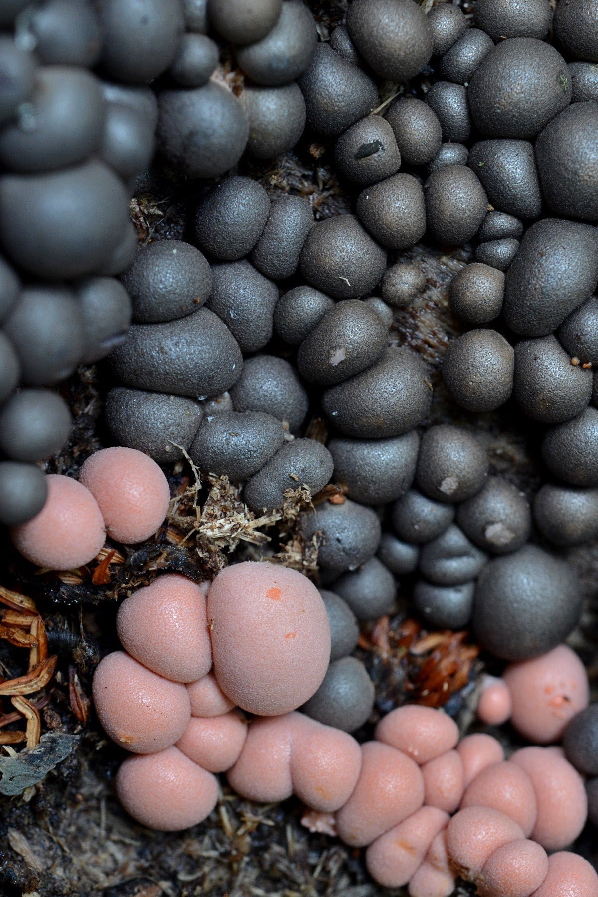 Slime Molds (Rose)