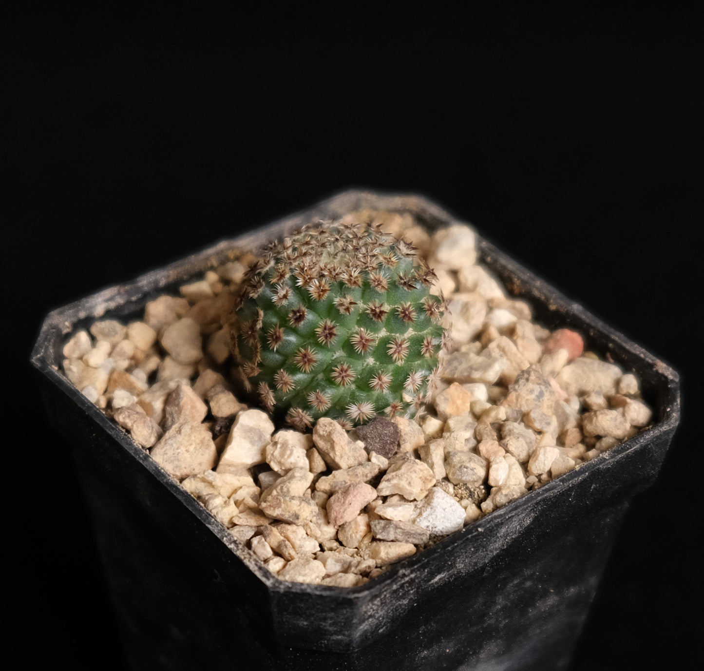 Mammillaria crucigera