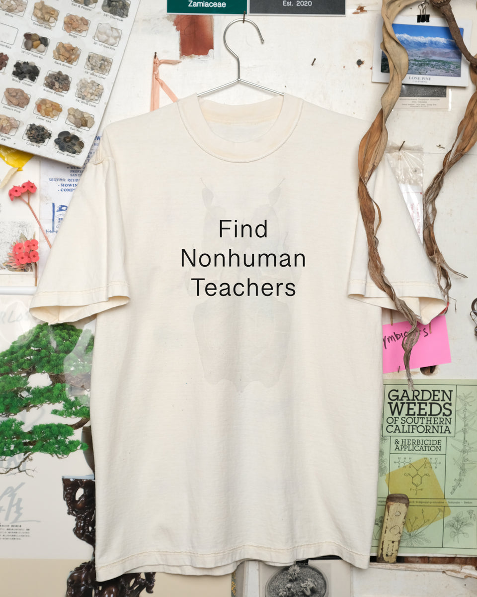 Find Nonhuman Teachers 4: Phylliidae – Cactaceae Storeiencius