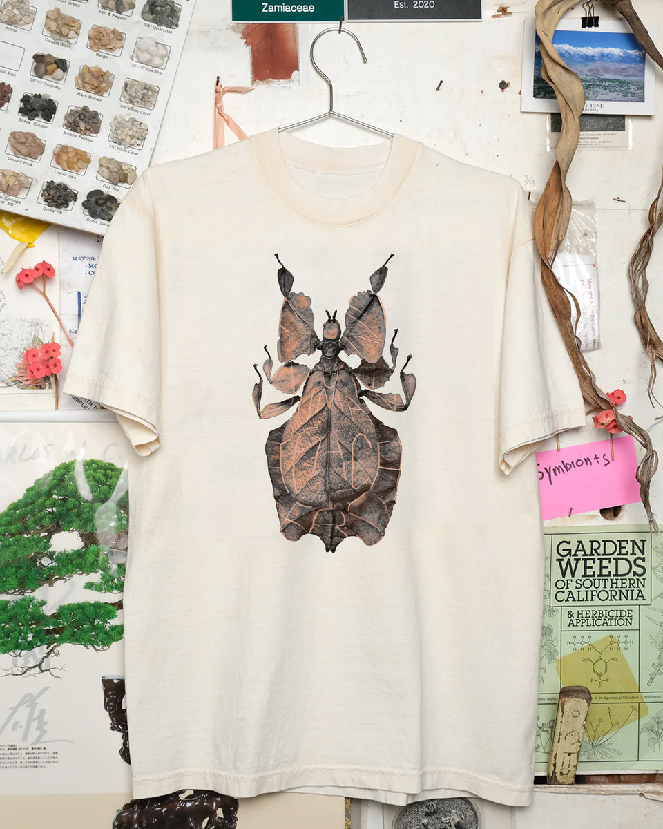 Find Nonhuman Teachers 4: Phylliidae – Cactaceae Storeiencius