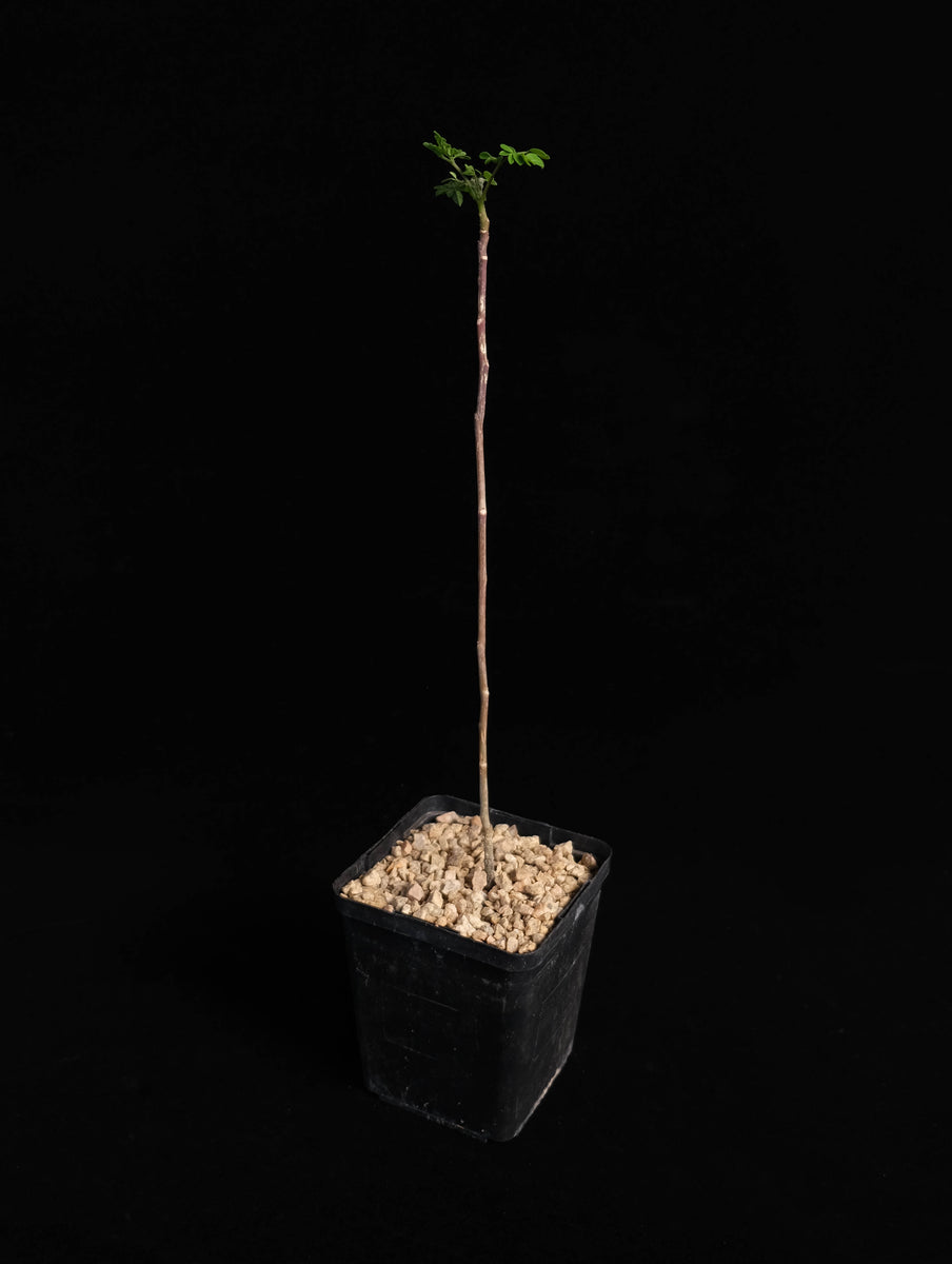 Moringa Oleifera – Cactaceae Storeiencius