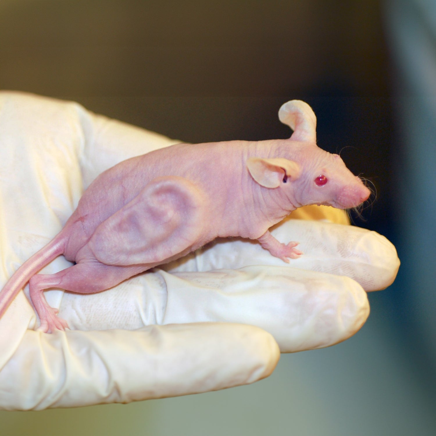 Taxa Shirt 17: Chimeras (Canary)