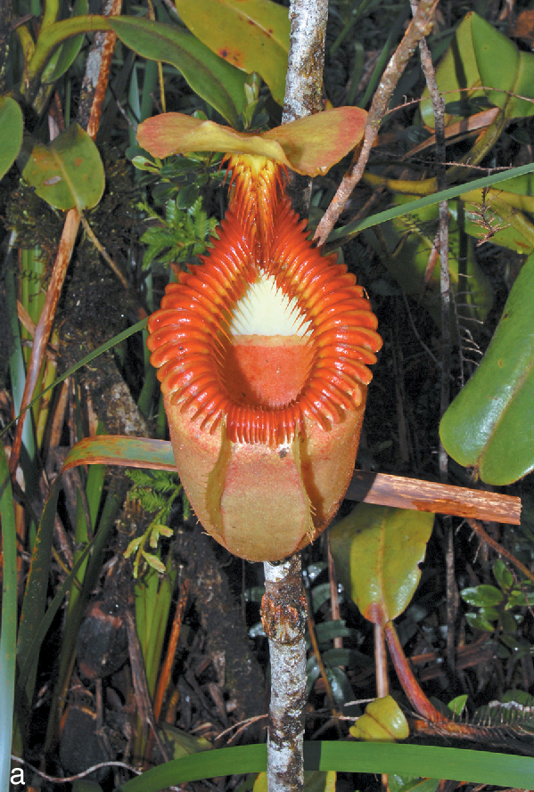 Taxa Shirt 16: Carnivorous Plants (Black)