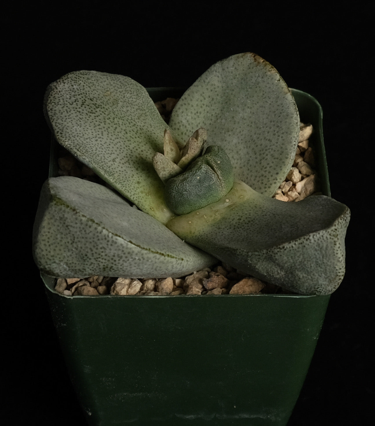 Pleiospilos simulans