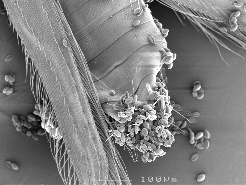 Close up of cycad pollen on pollinator.