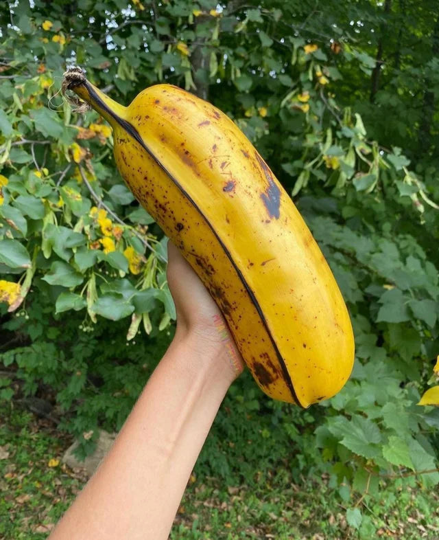 Bananas of Borneo