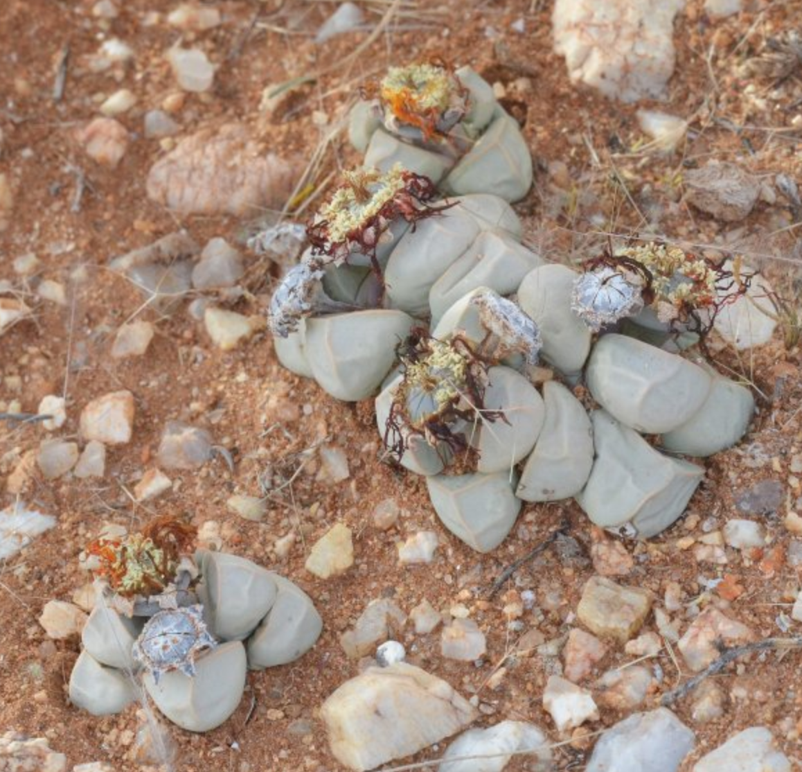 Lapidaria sp