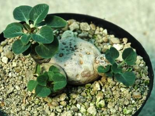 Euphorbia globulicaulis