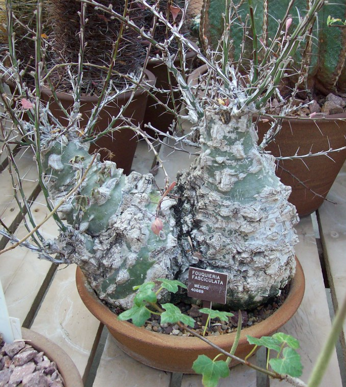 塊根植物 新芽付き Foquieria fasciculata DSF3551_c1db7da3-6933-486a-