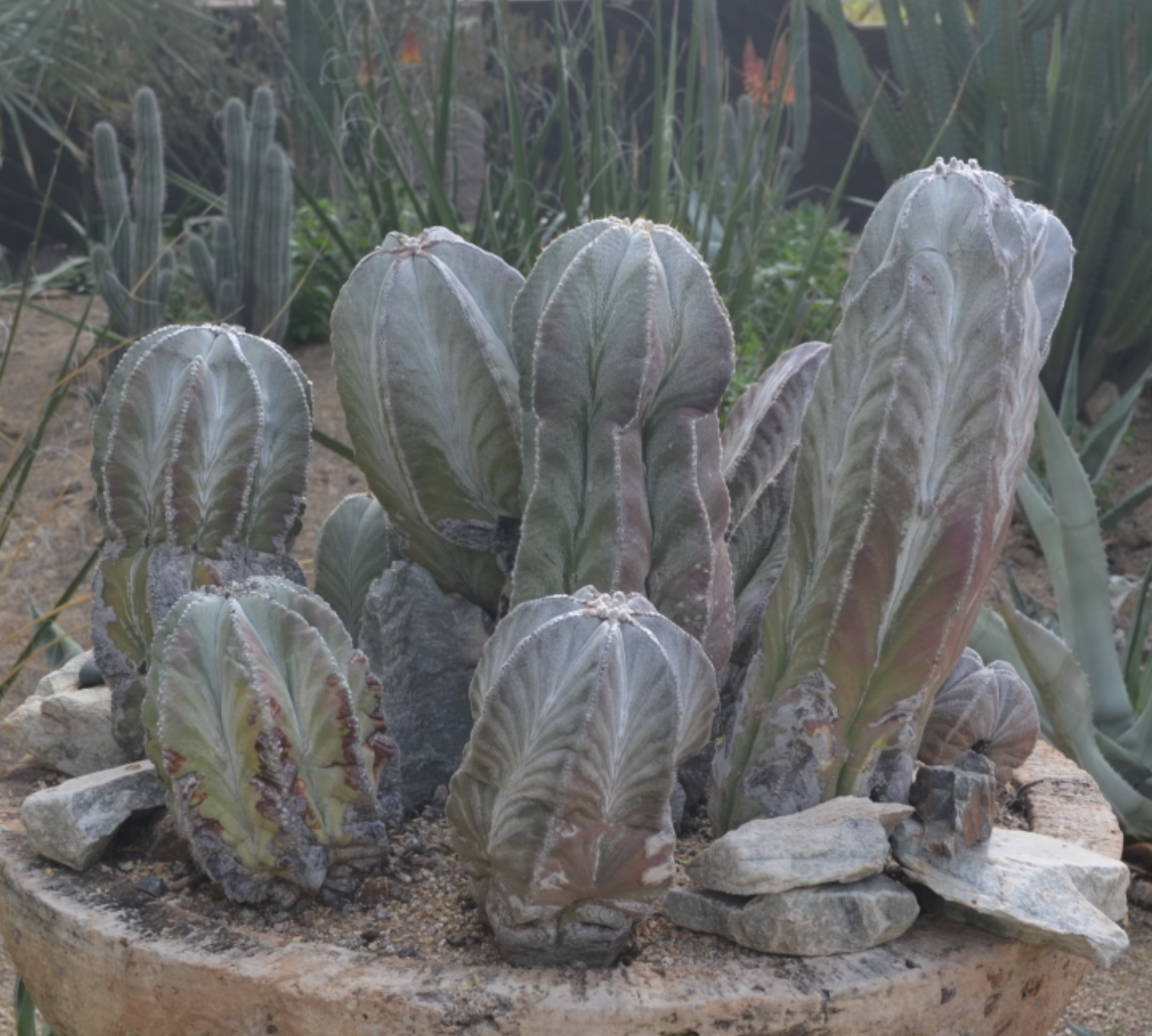 Astrophytum myriostigma specimen