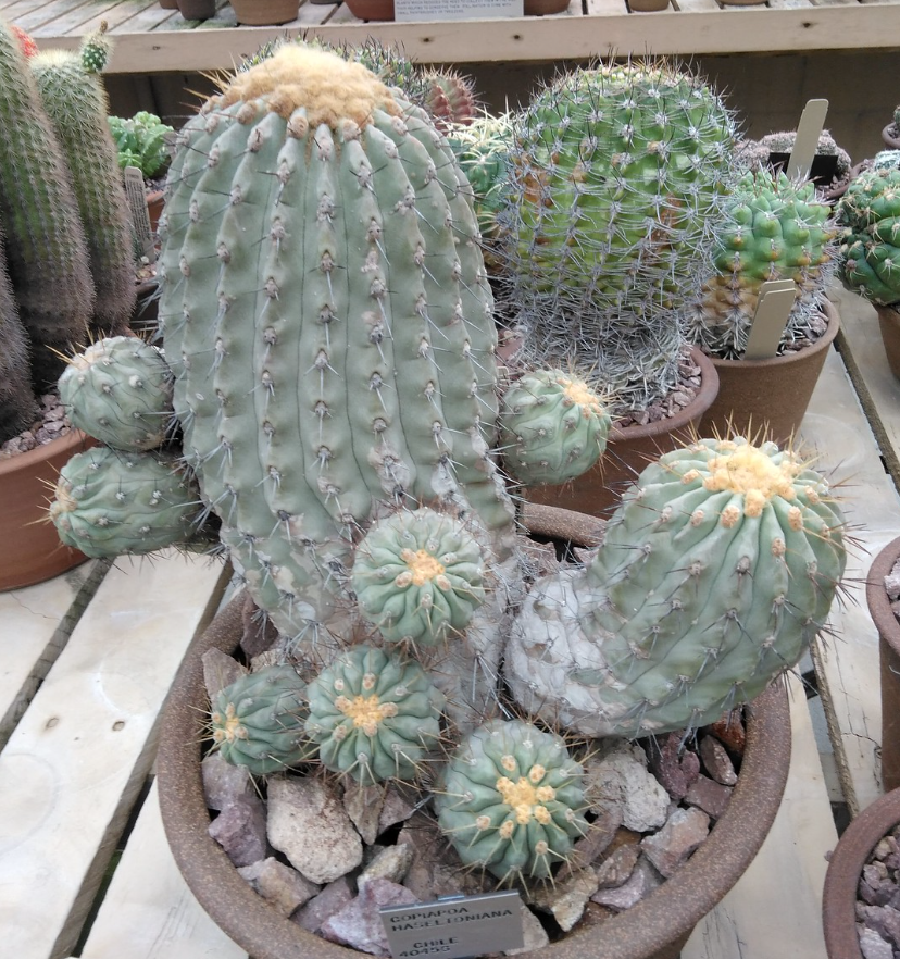 Copiapoa haseltoniana