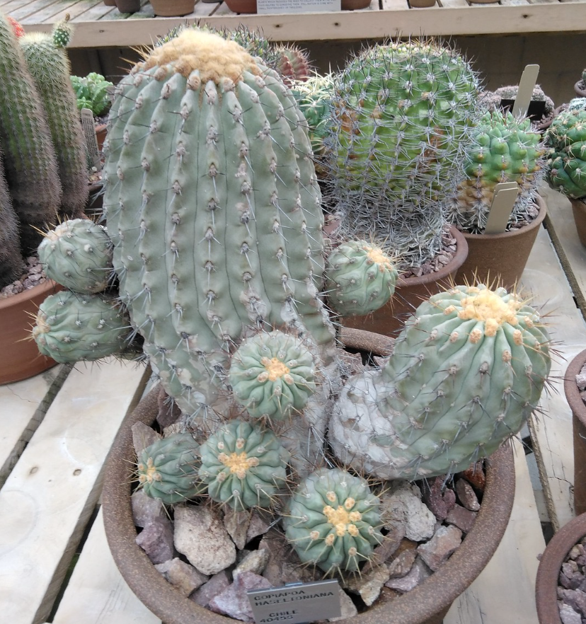 Copiapoa haseltoniana  Cactaceae Storeiencius