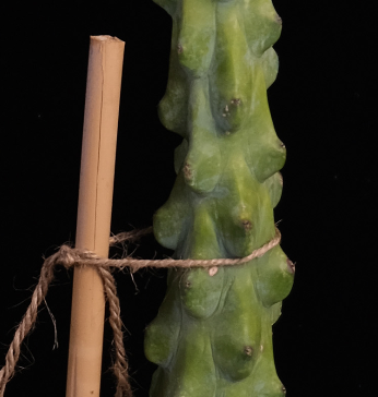 Myrtillocactus cv. fukurokuryuzinboku "boob cactus"