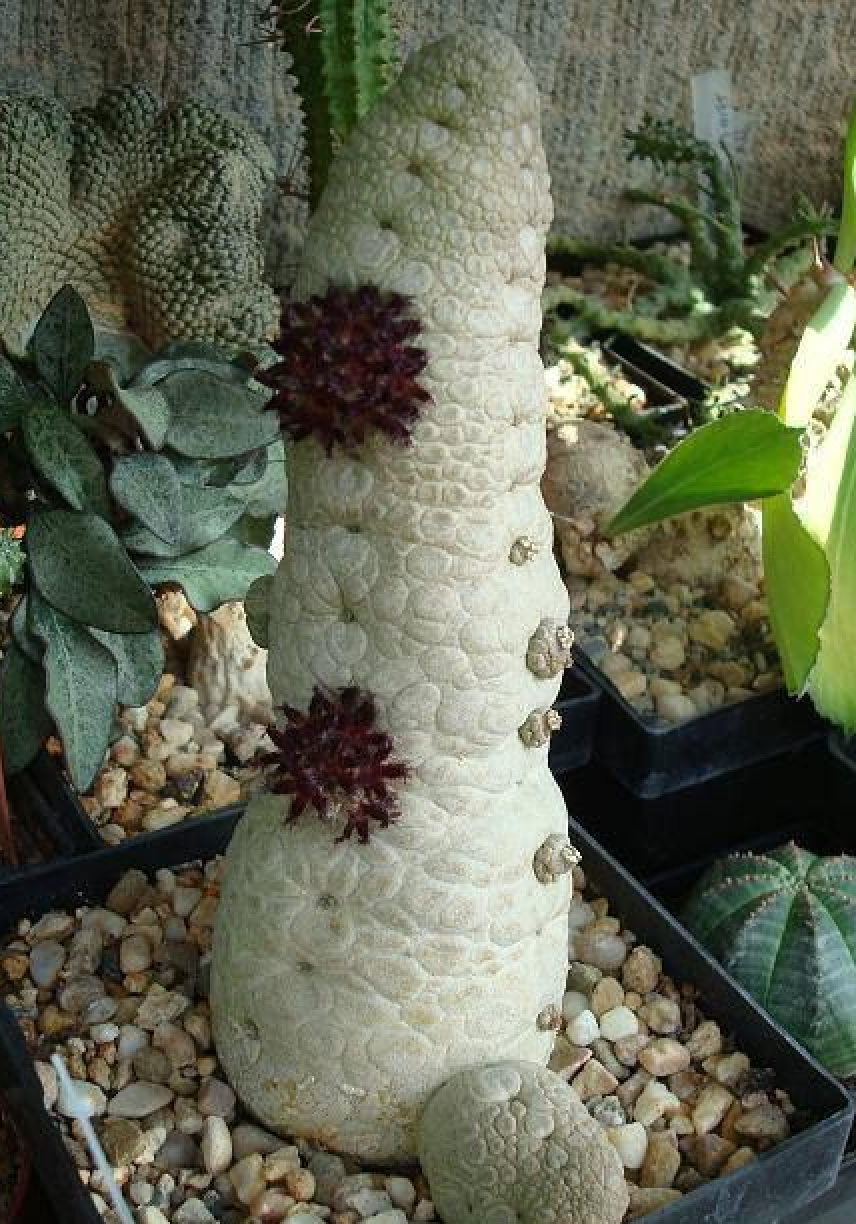 Pseudolithos migiurtinus