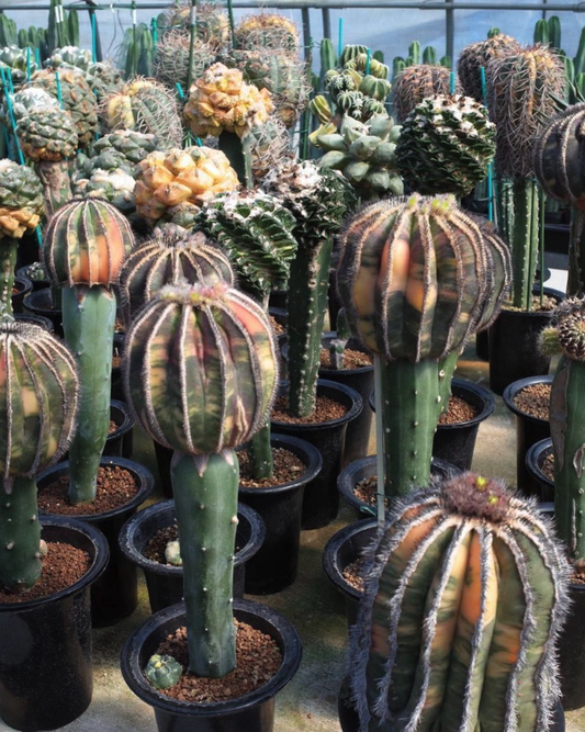 Kyoto Cactus Club 京都カクタスクラブ #1 (Navy)