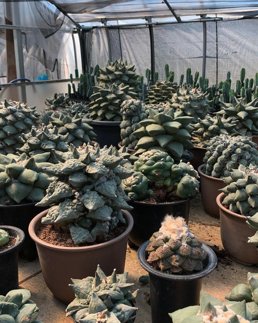 Kyoto Cactus Club 京都カクタスクラブ #2 (Light Pink)