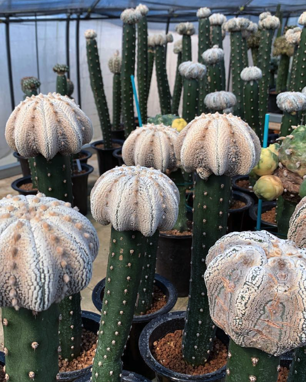 Kyoto Cactus Club 京都カクタスクラブ #3 – Cactaceae Storeiencius