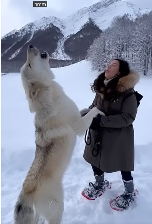 Interspecies Improvisations (Black)