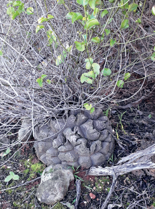 Dioscorea elephantipes – Dar es Salaam edition (Cement