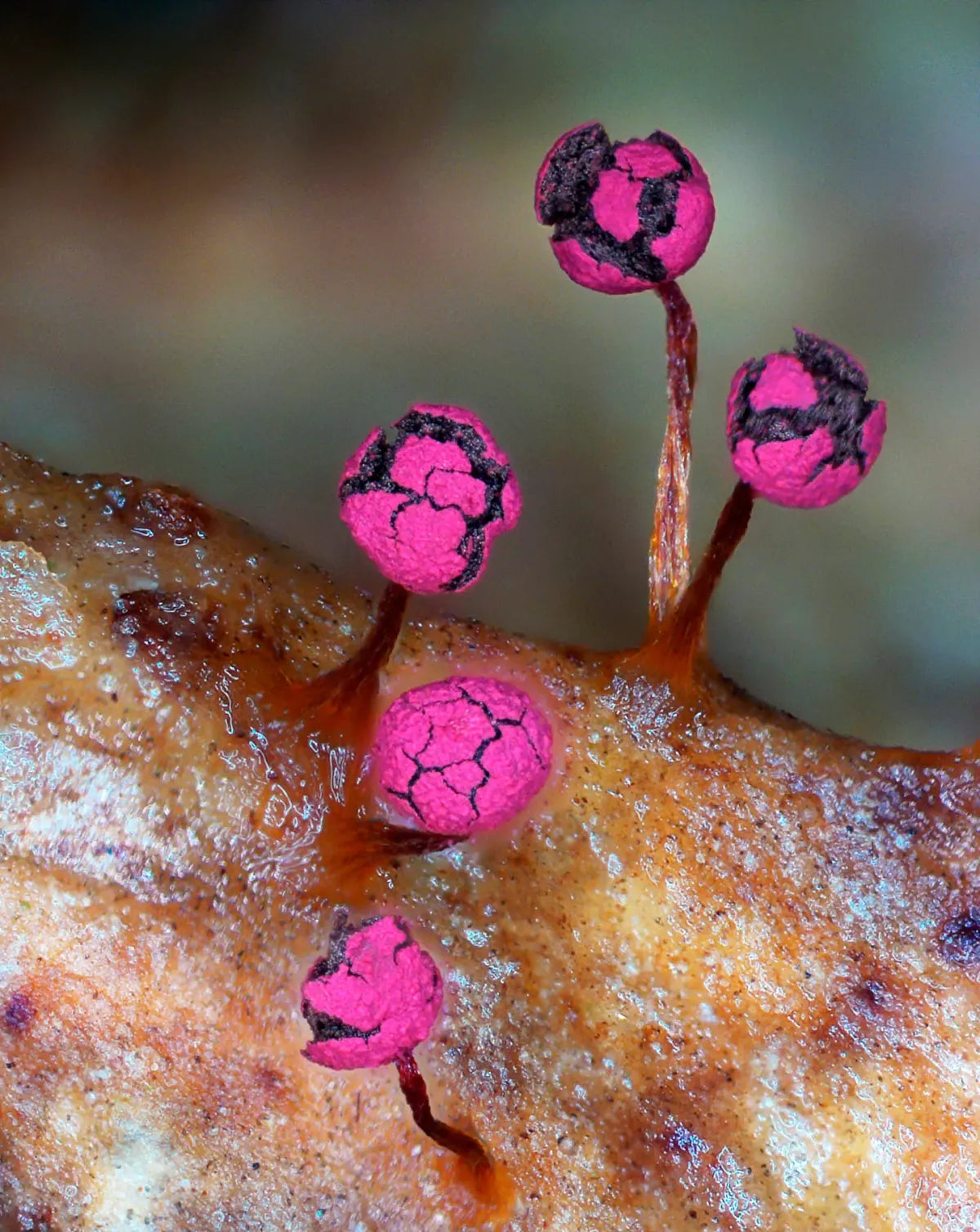 Slime Molds (Rose)