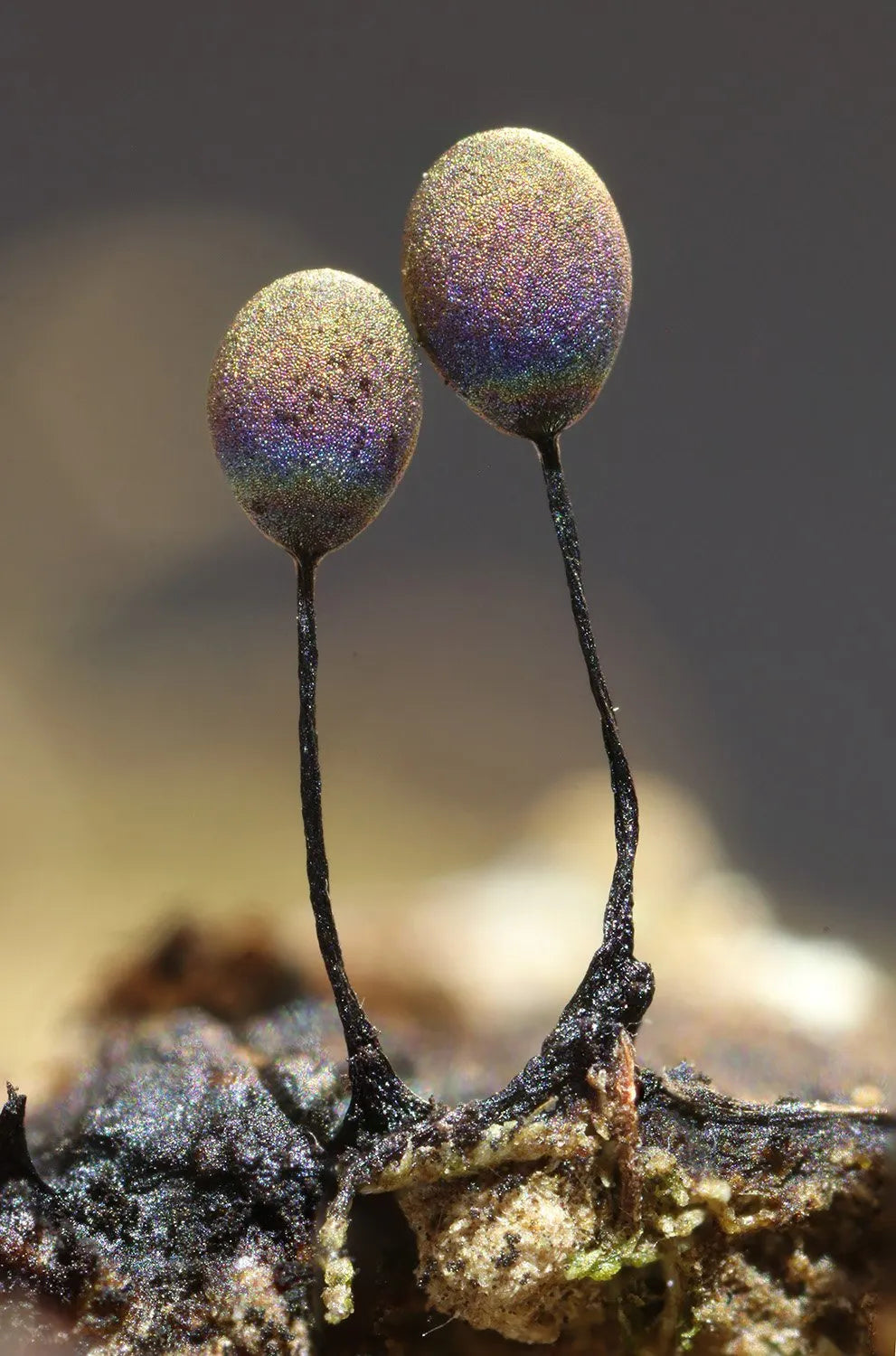 Slime Molds (Rose)