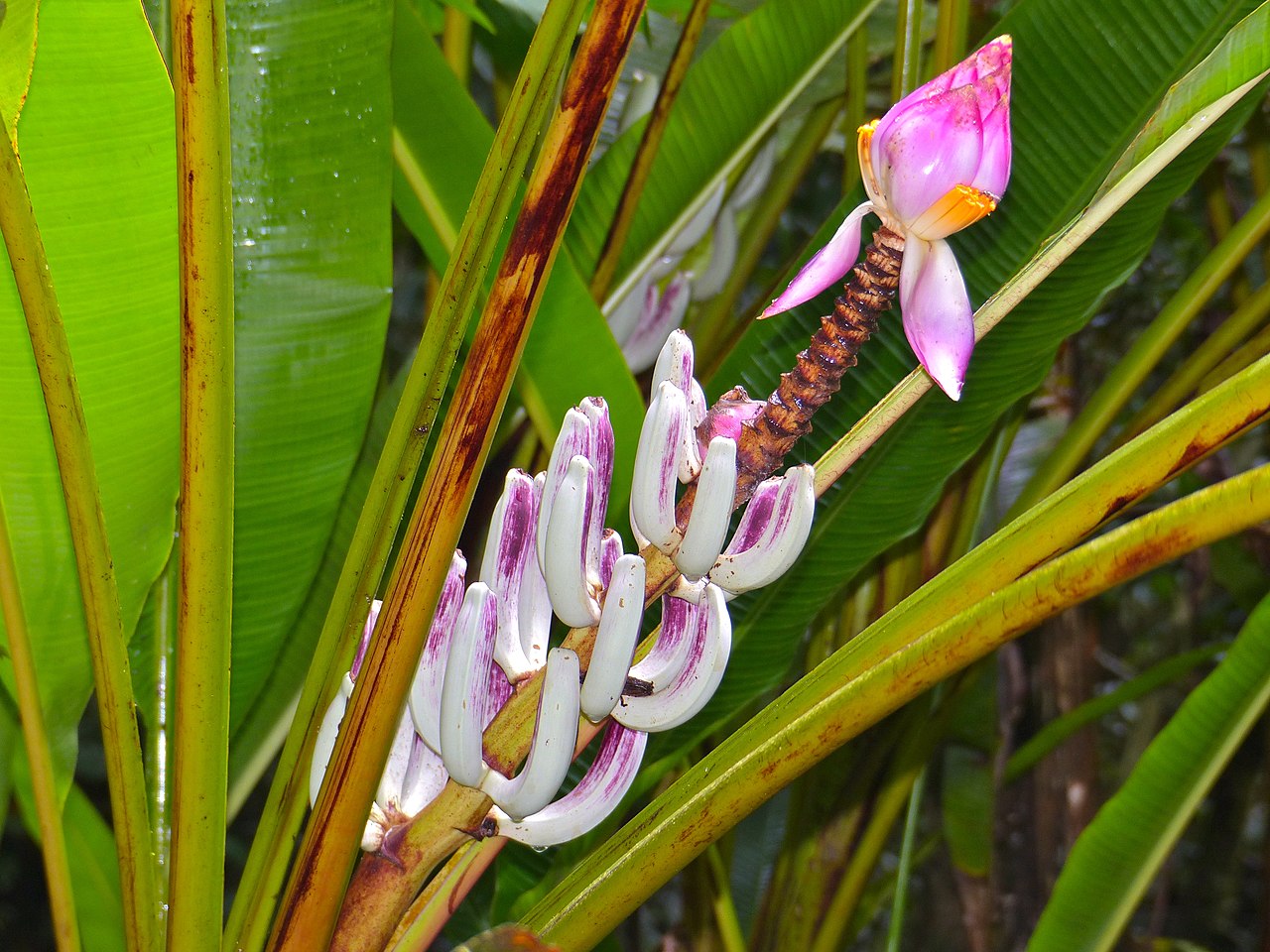 Bananas of Borneo