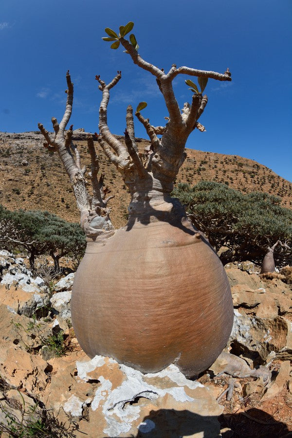 Adenium socotranum specimen