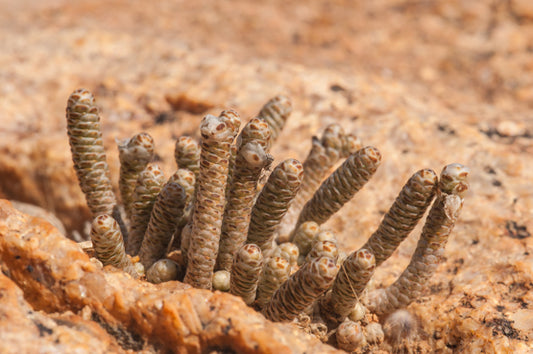 Avonia albissima specimen