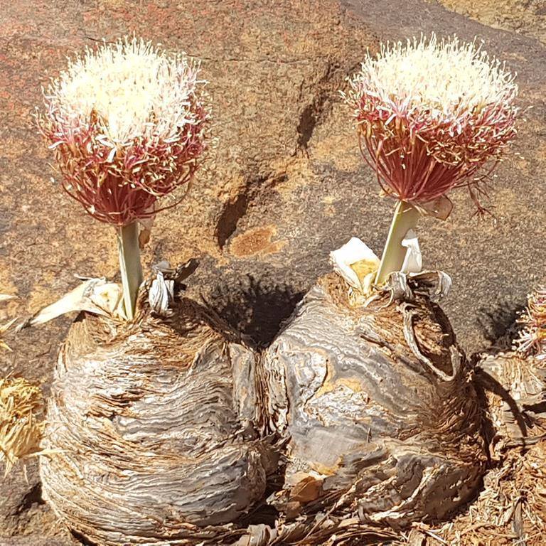 Friends of the Xeric Bulbs – Cactaceae Storeiencius