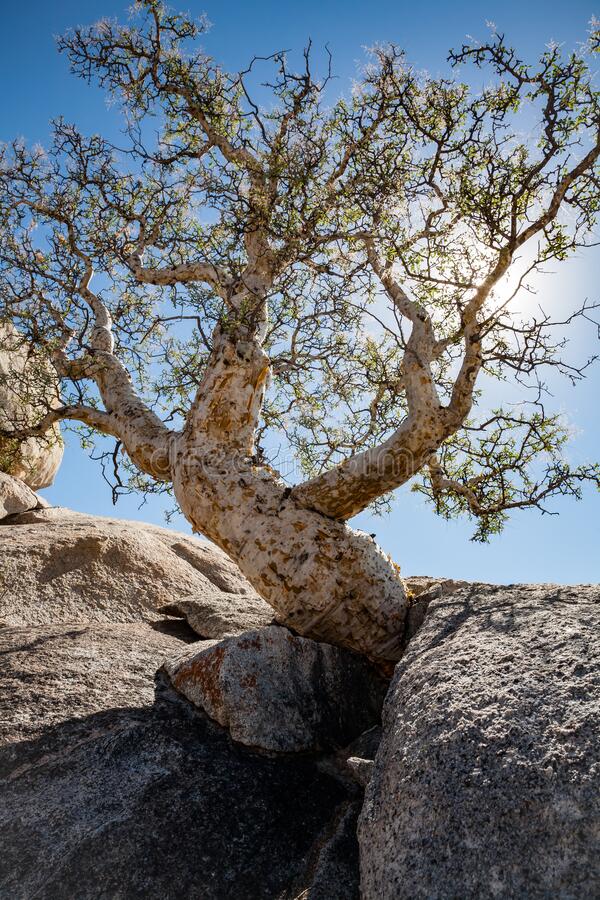 Bursera microphylla