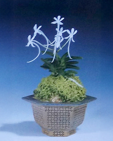 Neofenitia falcata (white)