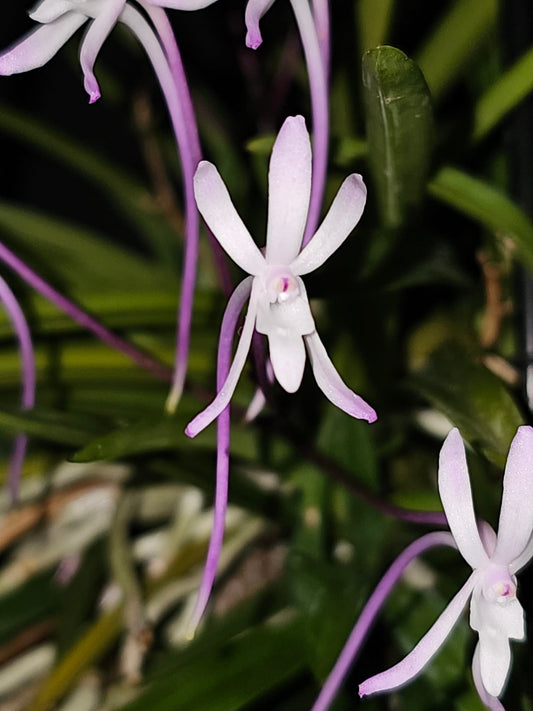 Neofenitia falcata (blush)