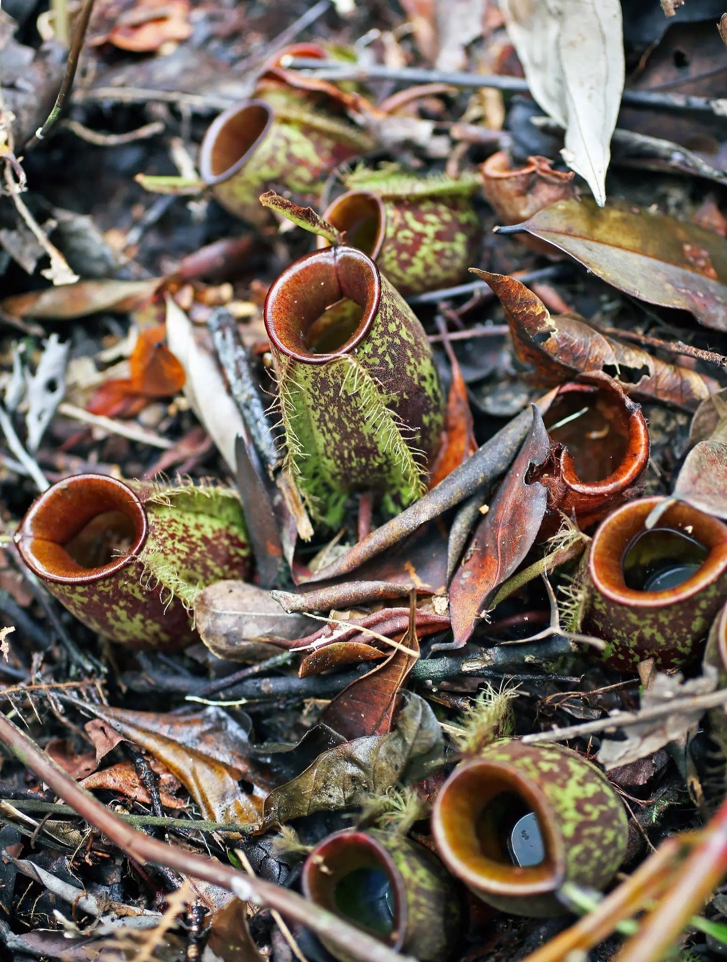 Taxa Shirt 16: Carnivorous Plants (Black)