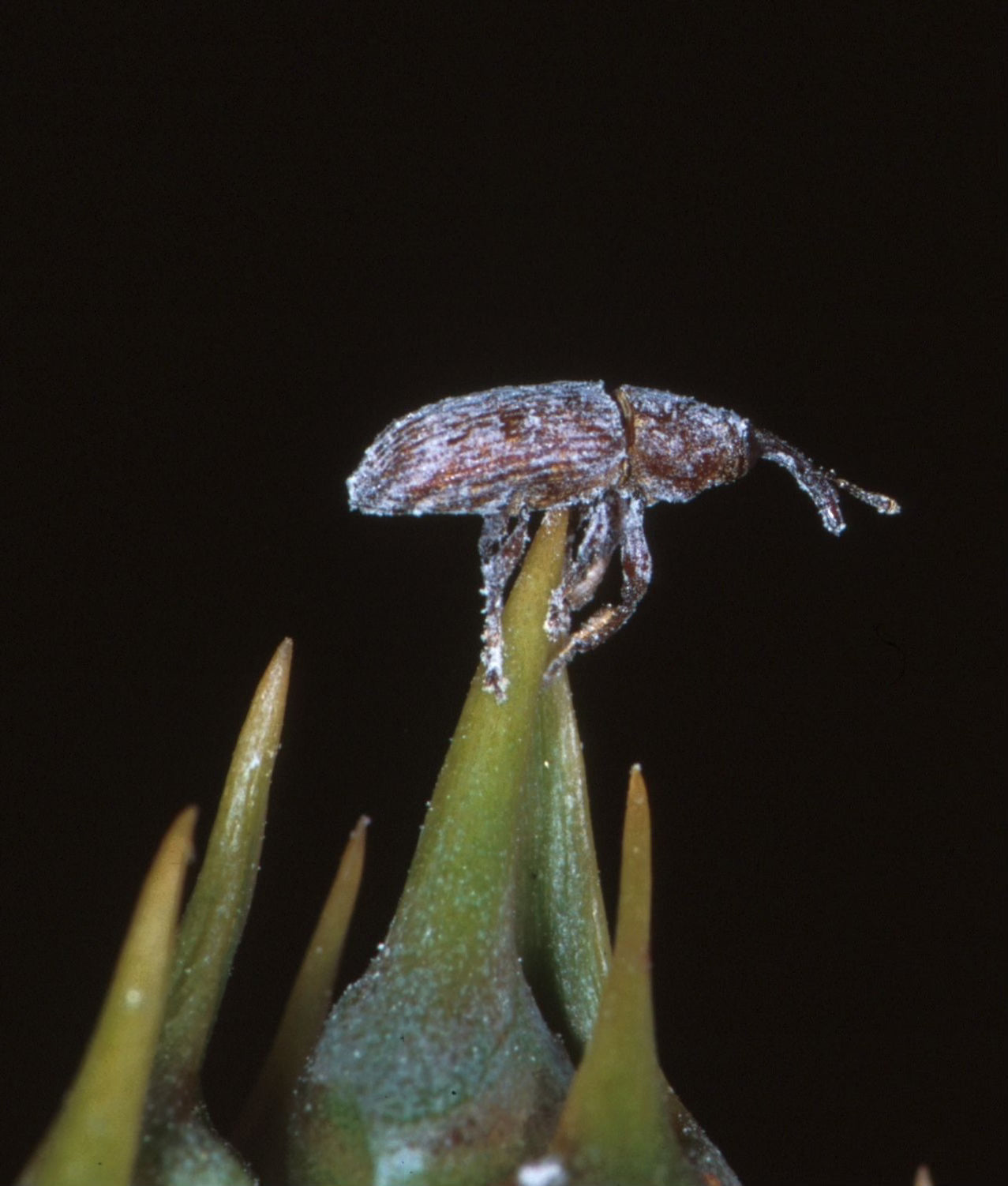 Pollen glazed cycad pollinator