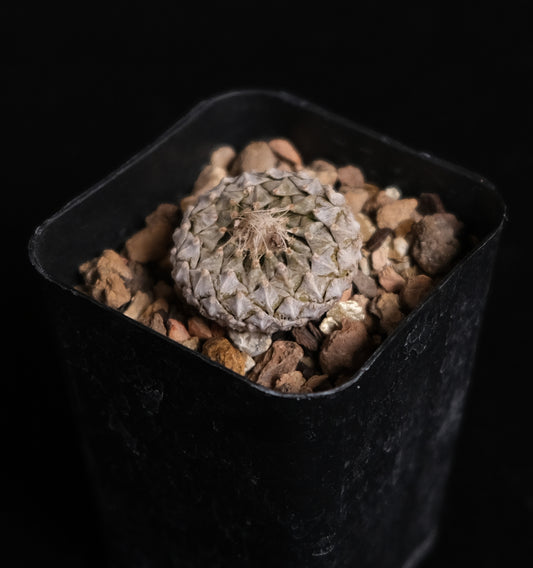 Pelecyphora strobiliformis specimen 1