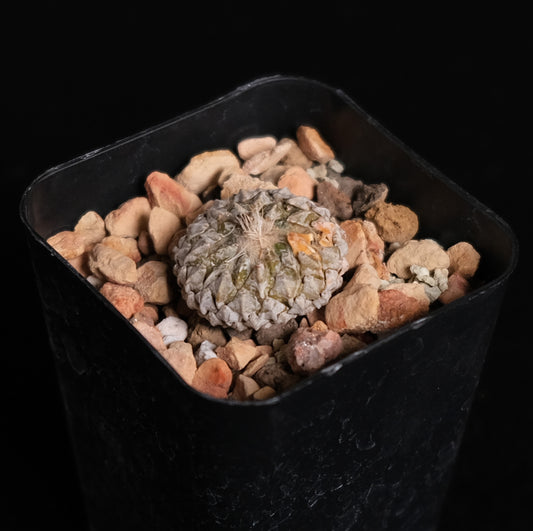 Pelecyphora strobiliformis specimen 2