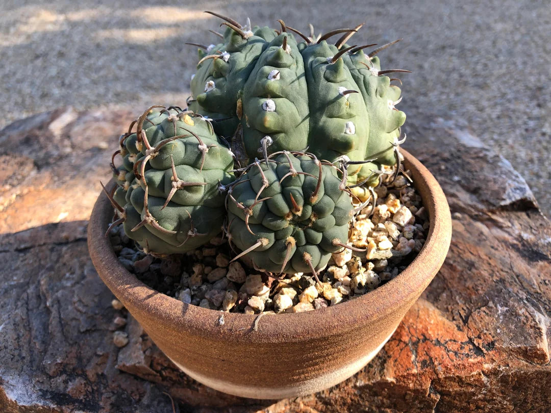 Gymnocalycium vatteri – Cactaceae Storeiencius