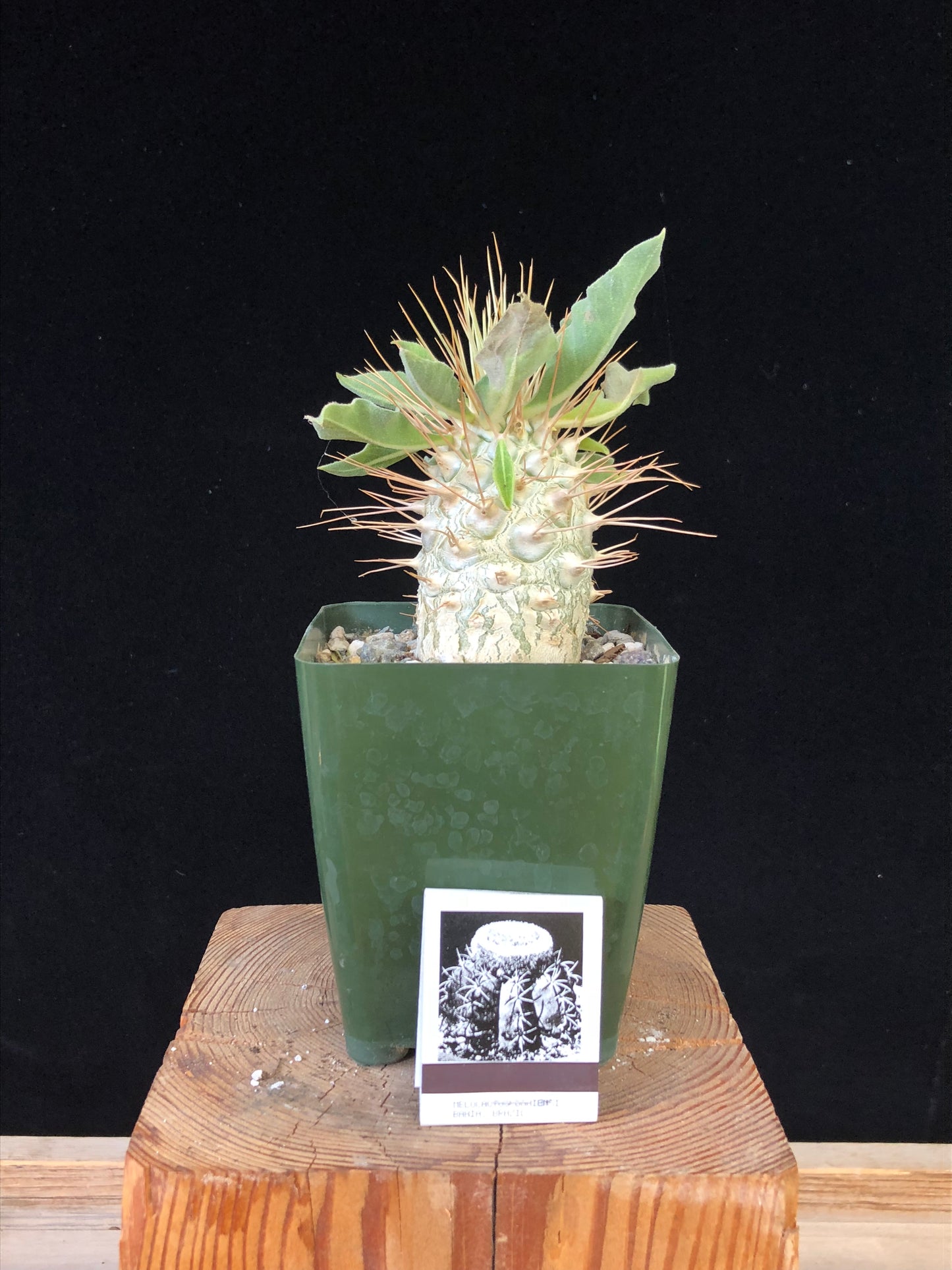 Pachypodium namaquanum