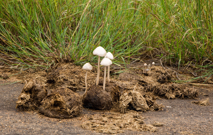 Psilocybe Cubensis T-Shirt