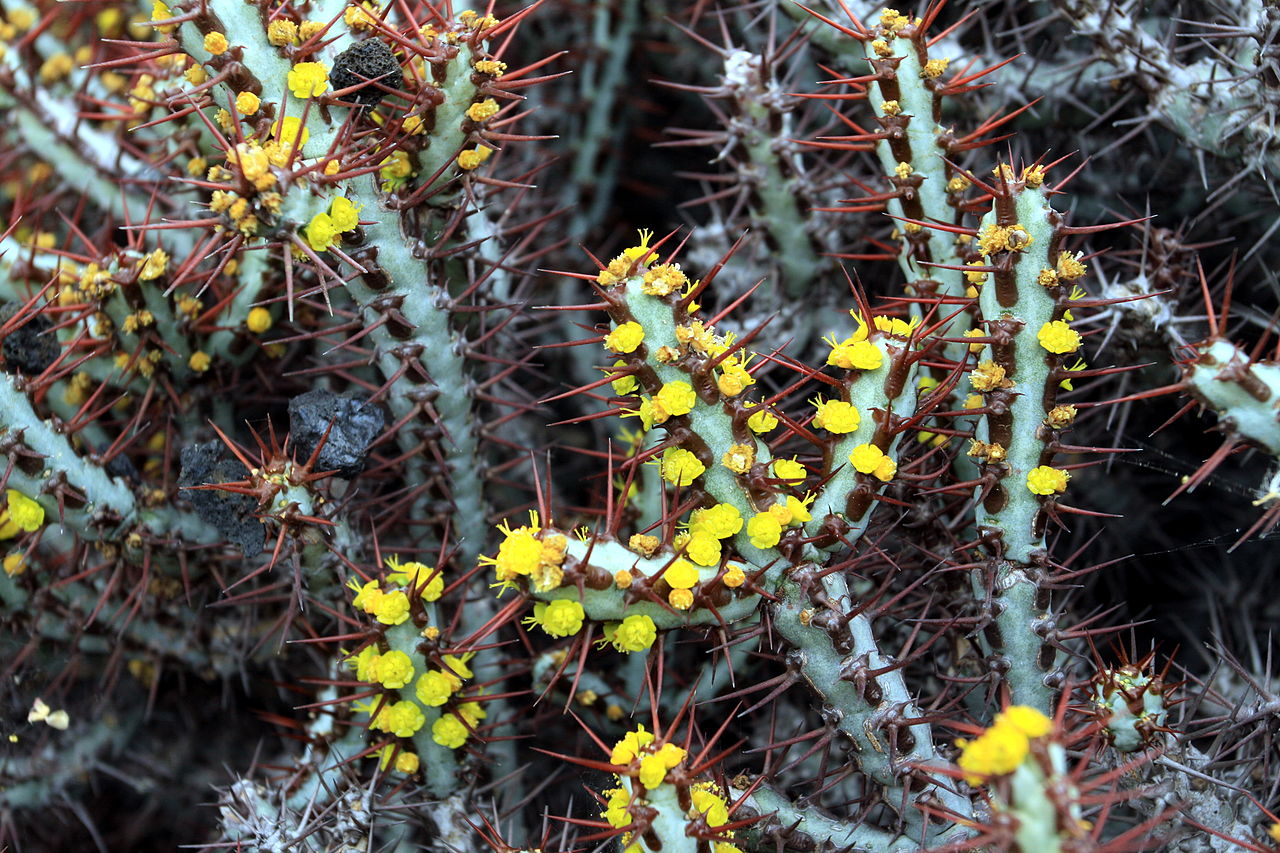 Euphorbia aeruginosa var. major