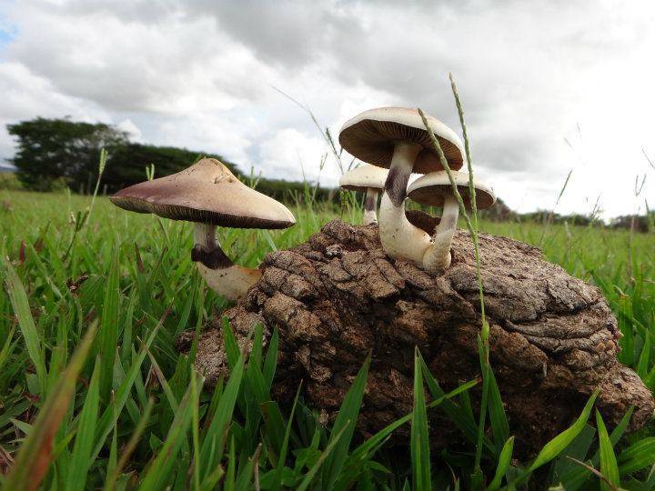 Psilocybe Cubensis T-Shirt