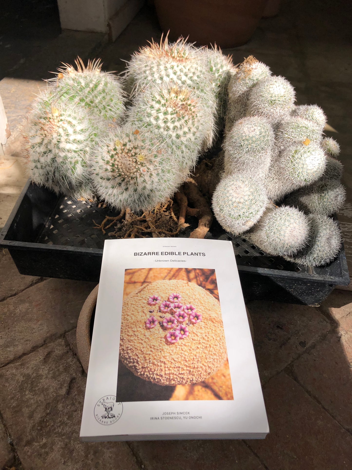 Bizarre Edible Plants - Unknown Delicasies