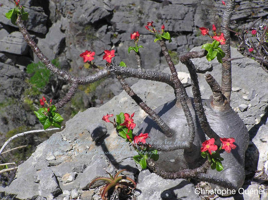 Pachypodium windsorii #5